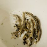 100均 ダイソー 上野珍味焙煎いりこ１２ｇ