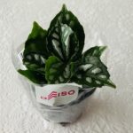 100均 ダイソー 観葉植物ピレア