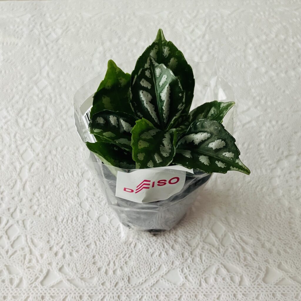 ダイソーには種だけじゃなく、観葉植物や多肉植物も売っているのをご存じでしょうか？【観葉植物ピレア】が状態も良く素敵な柄だったので購入してみました。 商品札にはピ
