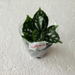 ダイソーには種だけじゃなく、観葉植物や多肉植物も売っているのをご存じでしょうか？【観葉植物ピレア】が状態も良く素敵な柄だったので購入してみました。 商品札にはピ